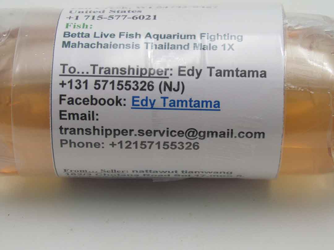 Close-up of a securely packed betta export bag